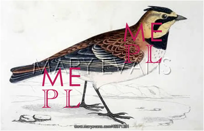  : SHORE LARK (MORRIS)