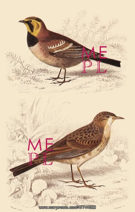 : A Shore Lark and a Richard's Pipit : A Shore Lark and a Richard's Pipit