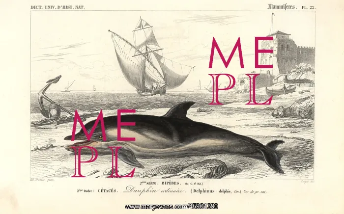 : Short-beaked common dolphin, Delphinus delphis : Short-beaked common dolphin, Delphinus delphis