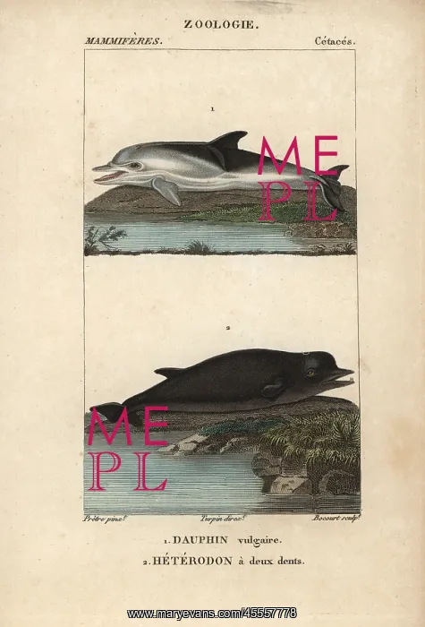 : Short-beaked dolphin, Delphinus delphis, and : Short-beaked dolphin, Delphinus delphis, and