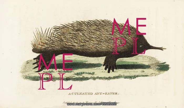 : Short-beaked echidna, Tachyglossus aculeatus : Short-beaked echidna, Tachyglossus aculeatus