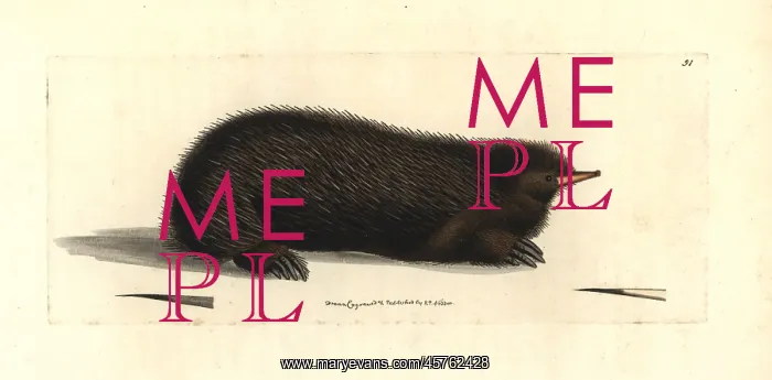 : Short-beaked echidna, Tachyglossus aculeatus : Short-beaked echidna, Tachyglossus aculeatus