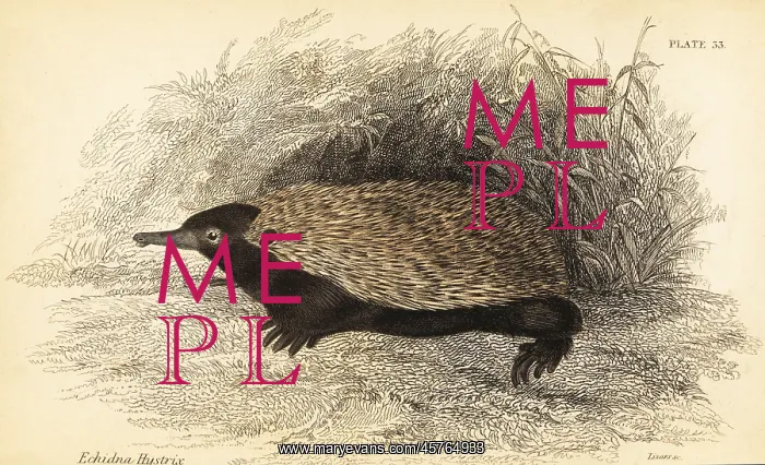 : Short-beaked echidna, Tachyglossus aculeatus : Short-beaked echidna, Tachyglossus aculeatus