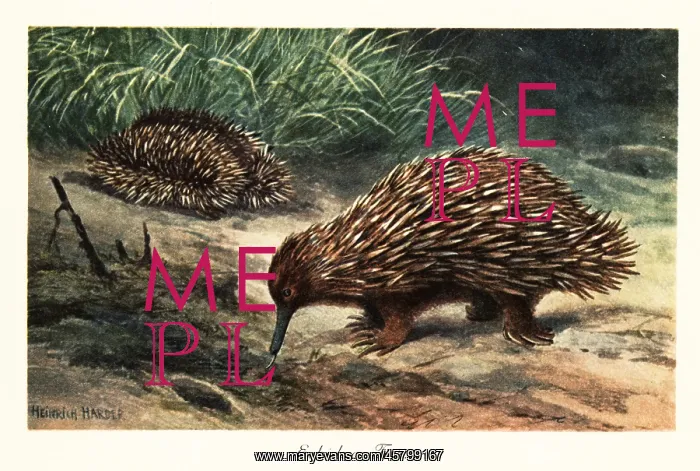  : Short-beaked echidna, Tachyglossus aculeatus