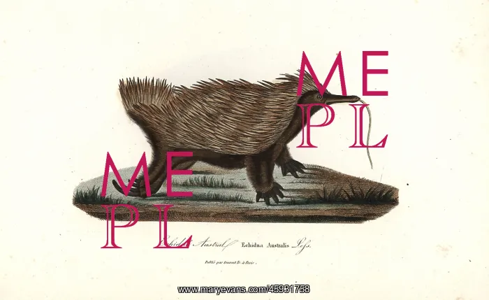 : Short-beaked echidna, Tachyglossus aculeatus : Short-beaked echidna, Tachyglossus aculeatus