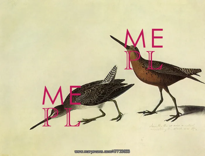  : Short-Billed Dowitcher