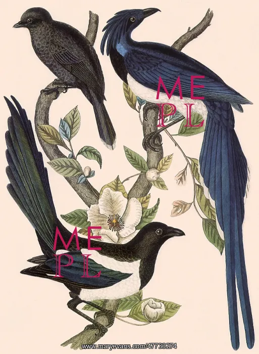  : Short-billed Jay and others