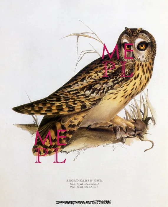 : Short-eard Owl (Asio flammeus) : Short-eard Owl (Asio flammeus)