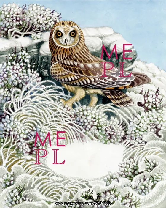  : Short-eared Owl