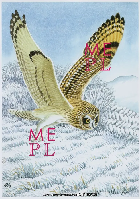  : Short-eared Owl