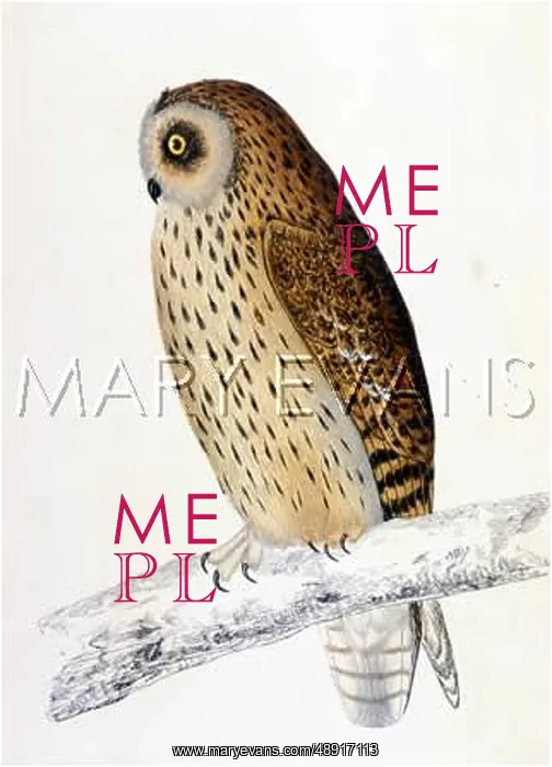  : SHORT-EARED OWL (MORRIS)