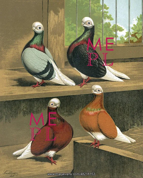 : Short-Faced Bald-Headed Pigeons : Short-Faced Bald-Headed Pigeons