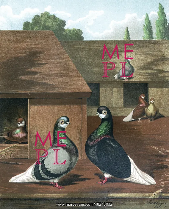 : Short-Faced Blue and Black Beard Pigeons : Short-Faced Blue and Black Beard Pigeons