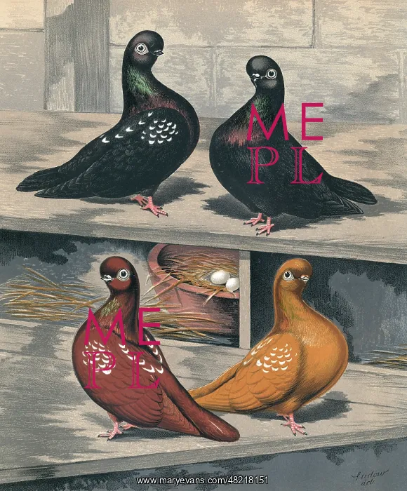 : Short Faced Tumbler Pigeons : Short Faced Tumbler Pigeons