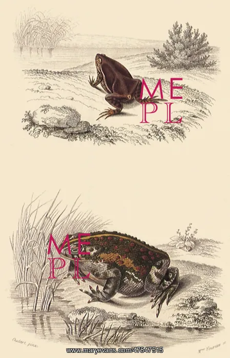  : A Short-Headed Frog and a Green Toad