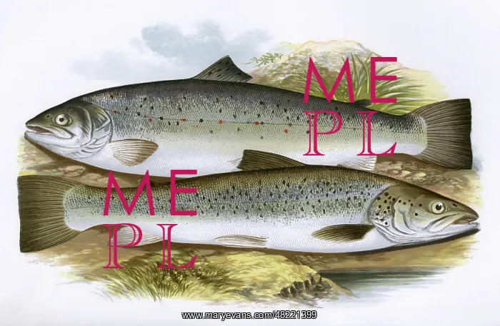: Short-Headed Salmon and Silvery Salmon : Short-Headed Salmon and Silvery Salmon