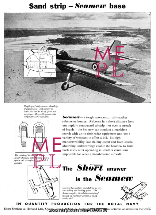 : Short Seamew : Short Seamew