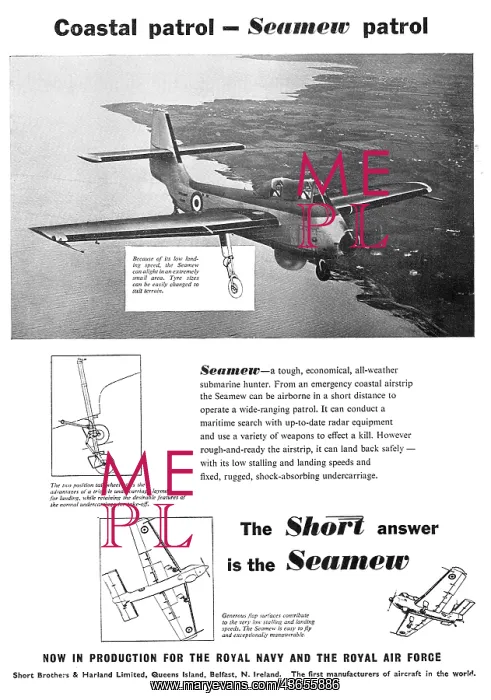 : Short Seamew : Short Seamew