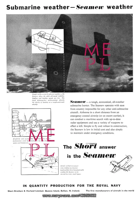 : Short Seamew : Short Seamew