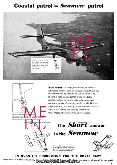 : Short Seamew : Short Seamew
