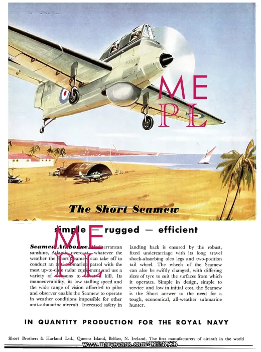 : Short Seamew : Short Seamew