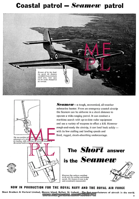 : Short Seamew : Short Seamew