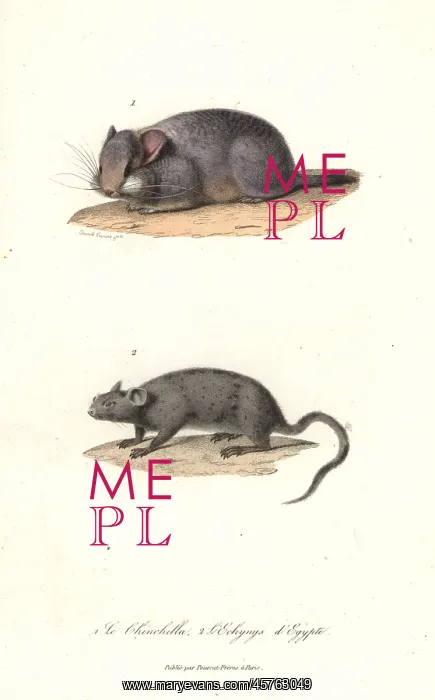 : Short-tailed chinchilla (critically endangered) : Short-tailed chinchilla (critically endangered)