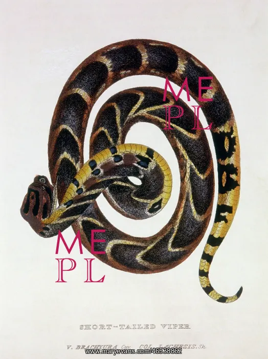: Short Taled Viper (V. brachyura) : Short Taled Viper (V. brachyura)