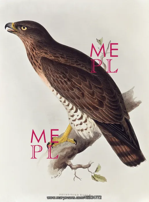 : Short-toed Eagle : Short-toed Eagle