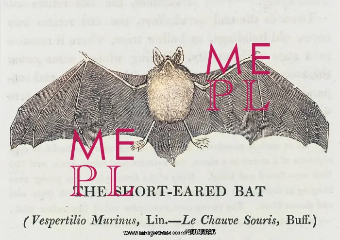 : SHORTEARED BAT (BEWICK) : SHORTEARED BAT (BEWICK)
