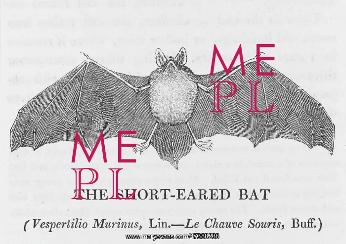 : SHORTEARED BAT (BEWICK) : SHORTEARED BAT (BEWICK)
