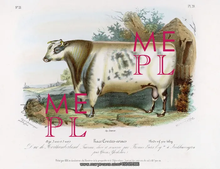 : SHORTHORN BULL : SHORTHORN BULL
