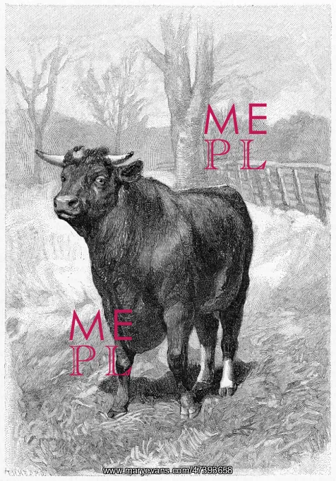 : SHORTHORN BULL : SHORTHORN BULL