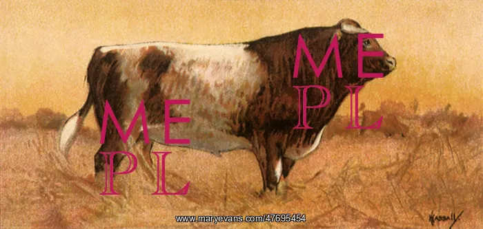  : Shorthorn Bull