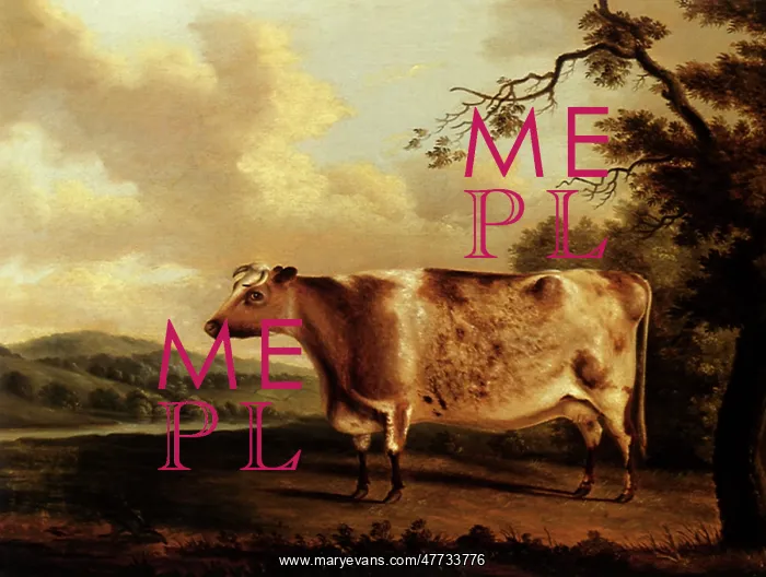  : A Shorthorn Bull