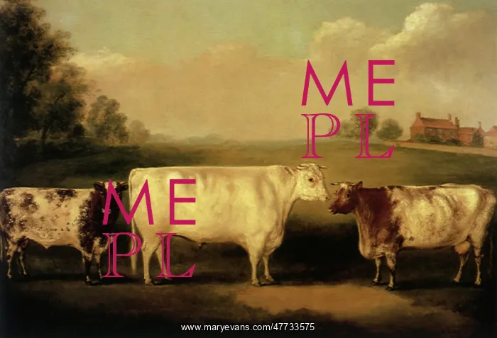  : Shorthorn Bulls and Cow