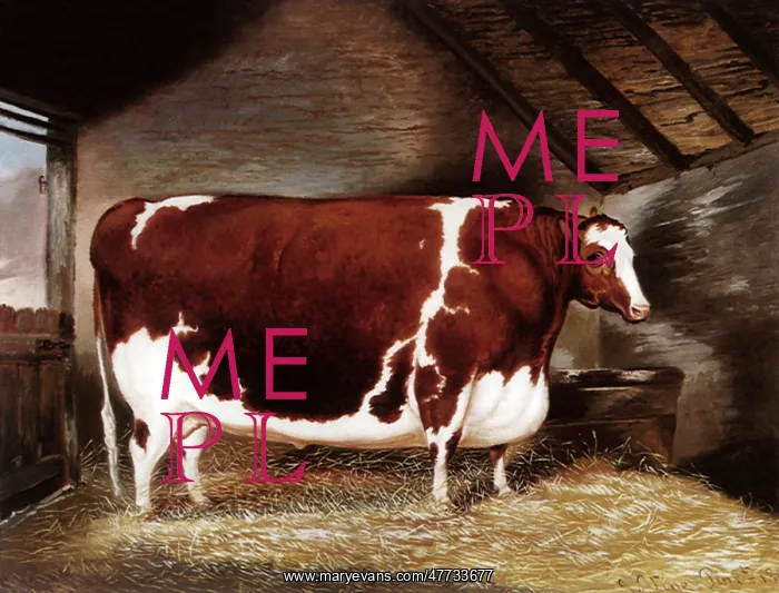  : A Shorthorn Steer
