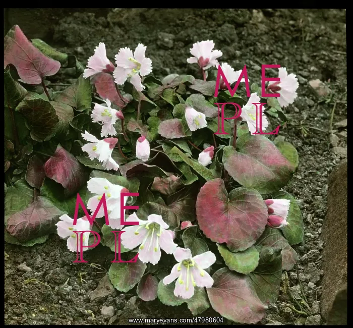 : Shortia Uniflora (Nippon Bells) : Shortia Uniflora (Nippon Bells)