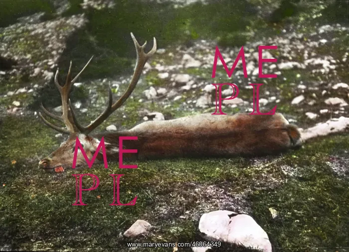 : Shot deer. Lower Austria. Hand-coloured lantern slide. Around 1910 : Shot deer. Lower Austria. Hand-coloured lantern slide. Around 1910