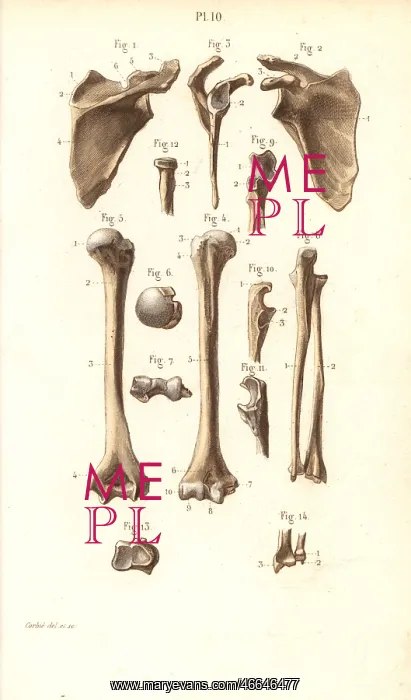 : Shoulder blade and arm bones: scapula, humerus : Shoulder blade and arm bones: scapula, humerus