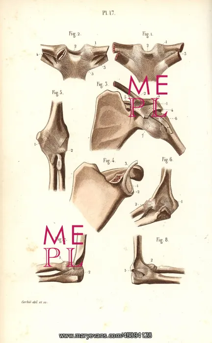 : Shoulder and elbow joints : Shoulder and elbow joints