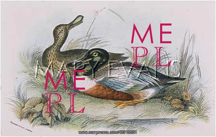  : SHOVELER (SHARPE)