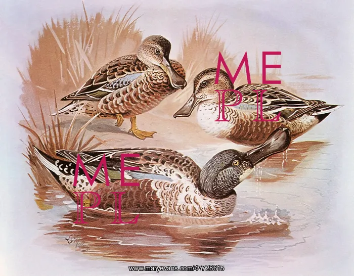  : Shoveler, Spatula clypeata