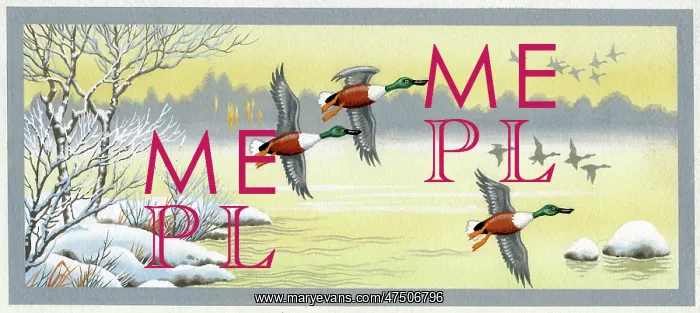  : Shoveller drakes flighting over wintry lake