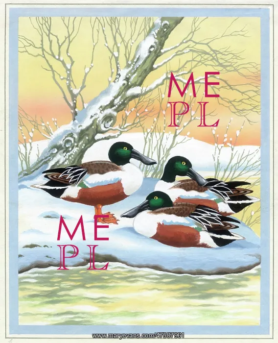 : Shoveller drakes resting in the snow : Shoveller drakes resting in the snow