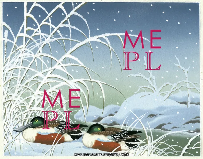  : Shoveller drakes in the snow