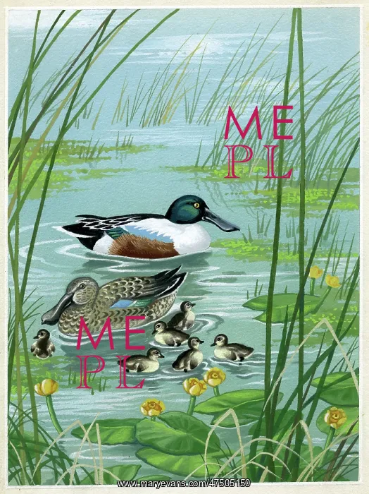 : Shovellers and ducklings on pond : Shovellers and ducklings on pond