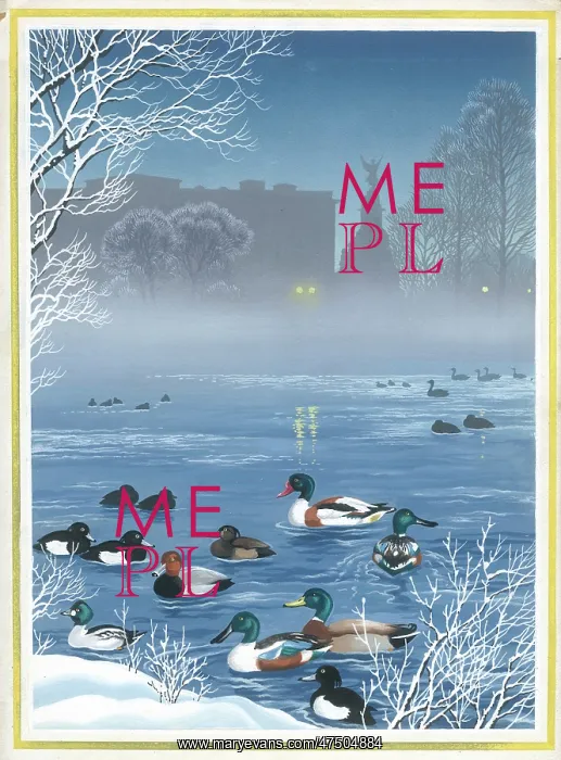 : Shovellers and Mallard ducks in lake : Shovellers and Mallard ducks in lake