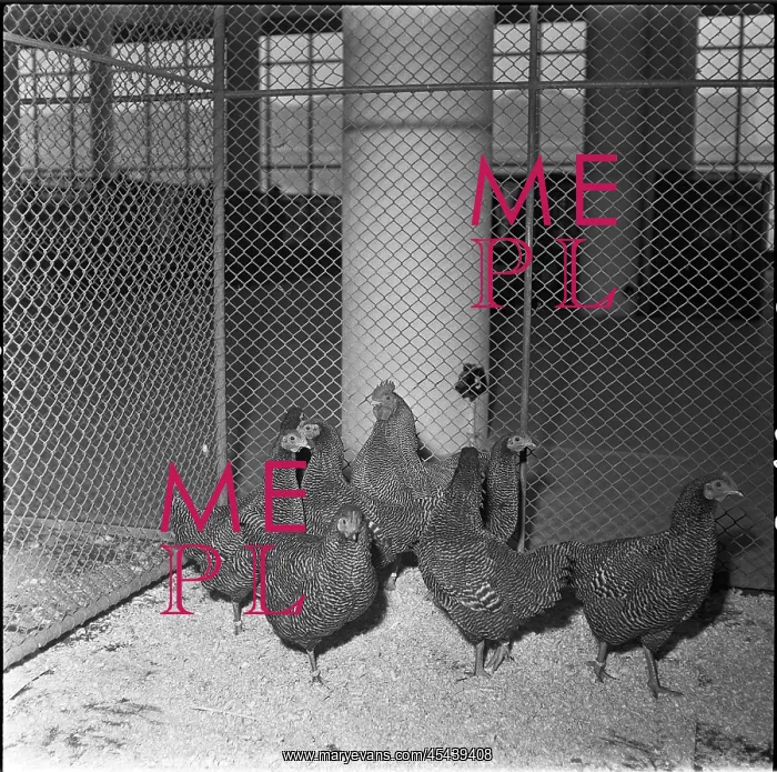 : Show, hen, dwarf brindle hen : Show, hen, dwarf brindle hen