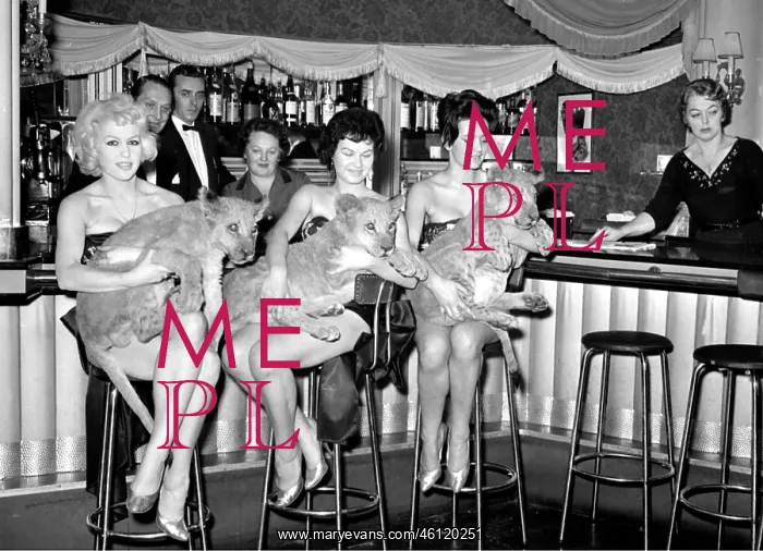 : Showgirls with lions babies : Showgirls with lions babies
